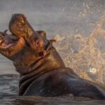 Full Day Isimangaliso Wetlands Park Tour From Durban - The Sum Up