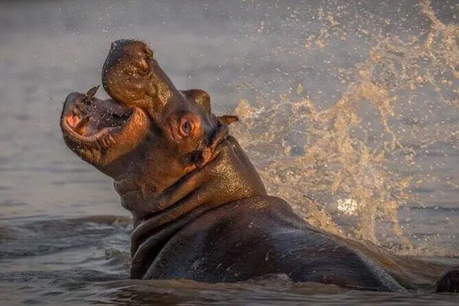 Full Day Isimangaliso Wetlands Park Tour From Durban - The Sum Up