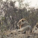 Full Day Kruger National Park - An In-Depth Look at the Full Day Kruger Safari