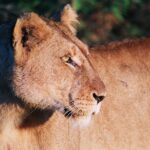 Full Day Kruger National Park Game Drive - Why This Tour Stands Out