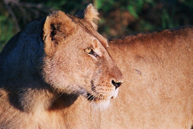 Full Day Kruger National Park Game Drive - Why This Tour Stands Out