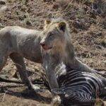 Full day Kruger National Park Tour - Who Will Love This Tour?