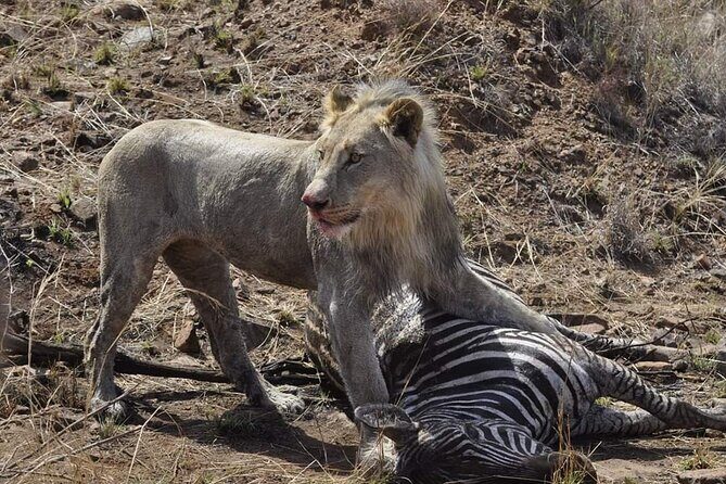 Full day Kruger National Park Tour - Who Will Love This Tour?