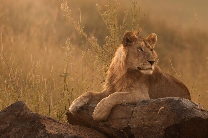 Full Day Kruger National Park Tour - Why This Tour Stands Out