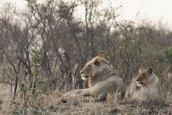Full Day Kruger National Park - An In-Depth Look at the Full Day Kruger Safari