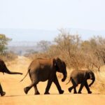 Full Day Kruger Park Safari From Hazyview - The Itinerary in Detail