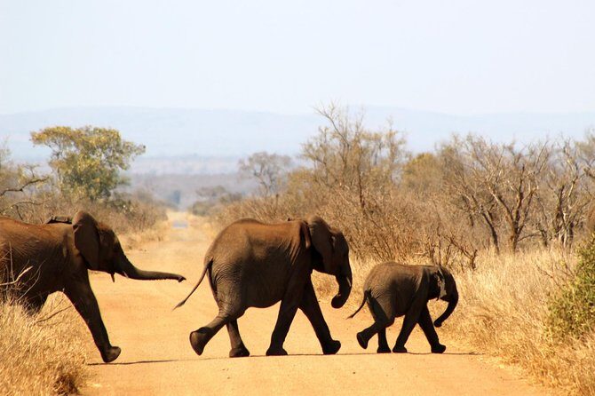 Full Day Kruger Park Safari From Hazyview - The Itinerary in Detail