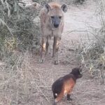 Full-Day Kruger Park Safari from Nelspruit, Whiteriver or Hazyview - Final Thoughts