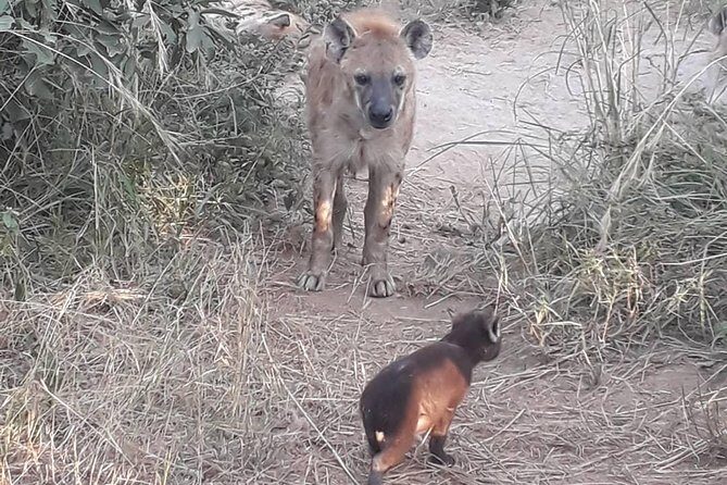 Full-Day Kruger Park Safari from Nelspruit, Whiteriver or Hazyview - Final Thoughts
