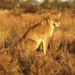 Full Day Kruger Park Wildlife Safari from Hoedspruit - Who Is This Tour Best For?