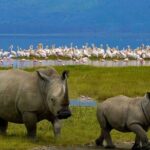 Full-Day Lake Nakuru National Park Private Tour With 4*4 Vehicle - Detailed Tour Breakdown