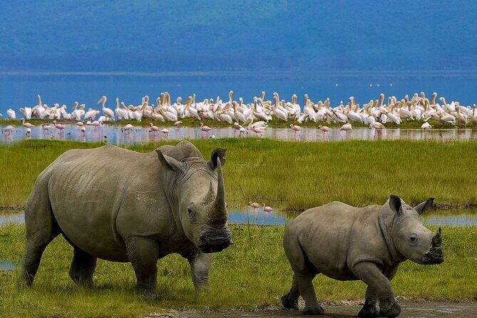 Full-Day Lake Nakuru National Park Private Tour With 4*4 Vehicle - Detailed Tour Breakdown