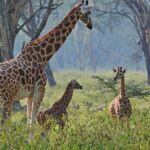 Full Day Lake Nakuru Park and optional boat ride on Lake Naivasha - What Makes This Tour Stand Out?