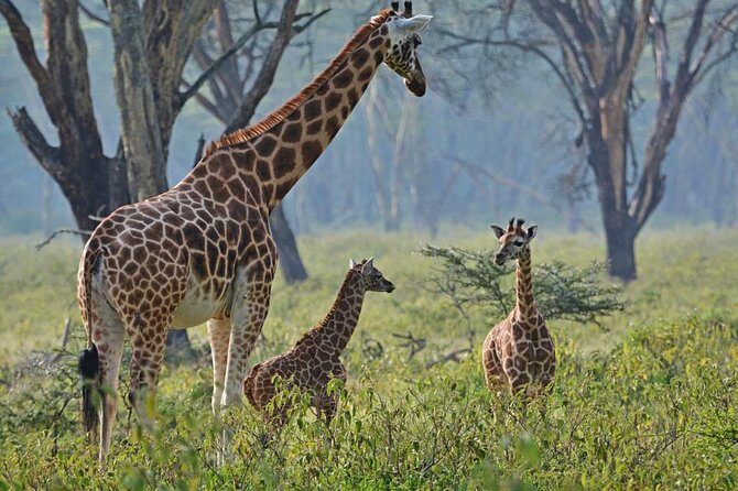 Full Day Lake Nakuru Park and optional boat ride on Lake Naivasha - What Makes This Tour Stand Out?