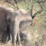 Full-Day Ngorongoro Crater private tour - Who Is This Tour Best For?