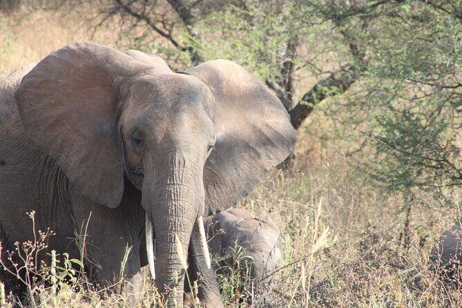 Full-Day Ngorongoro Crater private tour - Who Is This Tour Best For?