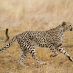 Full-Day Pilanesberg National Park from Johannesburg and Pretoria - The Cost and Its Value