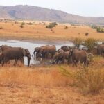 Full-day Pilanesberg national park tour - Practical Considerations