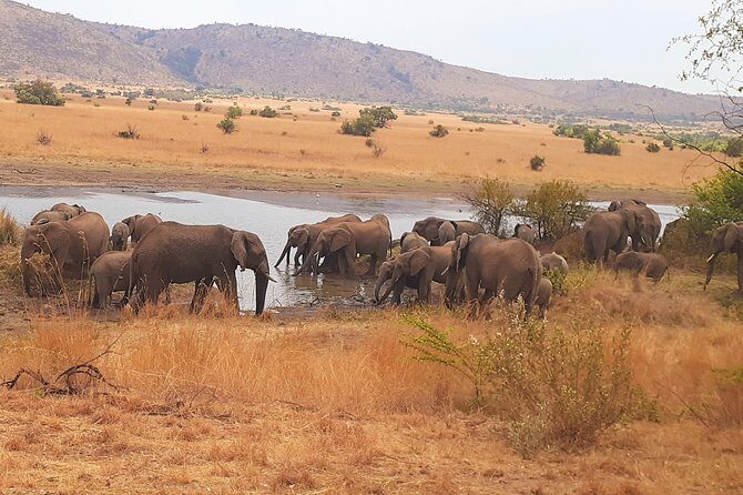 Full-day Pilanesberg national park tour - Practical Considerations