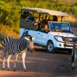 Full Day Pilanesberg Safari Adventure - What You Can Expect to See and Experience
