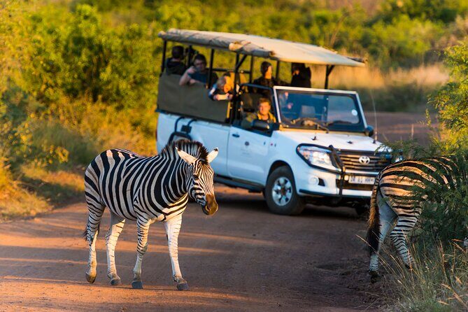 Full Day Pilanesberg Safari Adventure - What You Can Expect to See and Experience