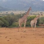 Full day Pilanesberg Safari Tour - Price and Value
