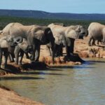 Full day Private Addo elephant safari min 4 pax max 12 pax - Pricing and Value