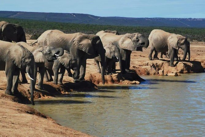 Full day Private Addo elephant safari min 4 pax max 12 pax - Pricing and Value