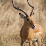 Full Day Private Akagera National Park Safari Tour in Rwanda - FAQ