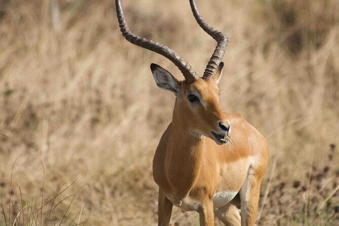 Full Day Private Akagera National Park Safari Tour in Rwanda - FAQ
