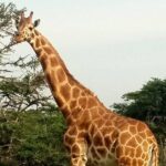 Full-Day Private Akagera National Park Tour with Lunch - What You’ll Love About This Tour