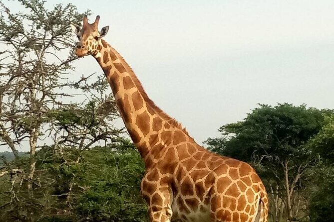 Full-Day Private Akagera National Park Tour with Lunch - What You’ll Love About This Tour