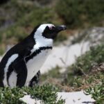 Full Day Private Cape Peninsula and Boulders Beach Tour - What to Expect from the Tour