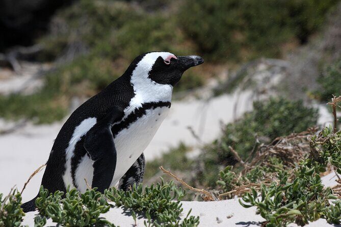 Full Day Private Cape Peninsula and Boulders Beach Tour - What to Expect from the Tour