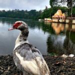 Full Day Private car only Guided SOUTH WEST of Mauritius - FAQ