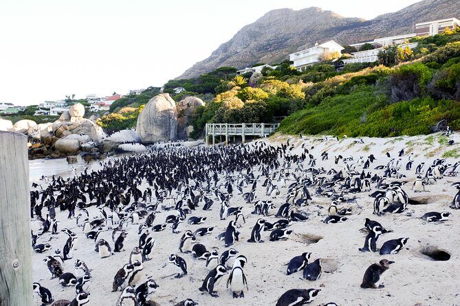 Full-Day Private Robben Island, Penguins & Cape of Good Hope Tour - Who Will Love This Tour?