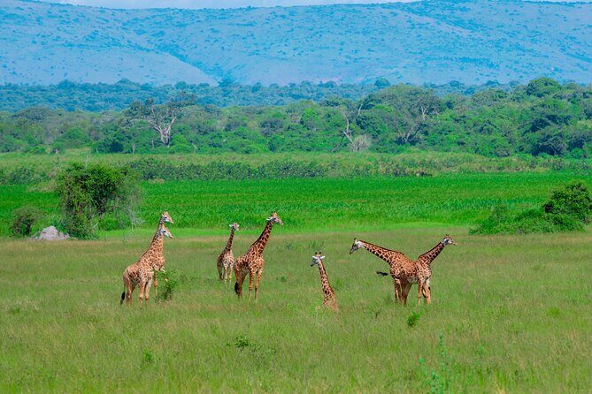 Full-Day Private Safari of Akagera National Park with Lunch - The Value for the Price
