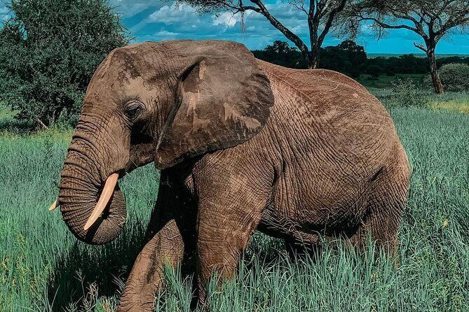 Full Day Private Safari - Tarangire National Park - Who Would Love This Tour?