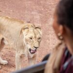 Full-Day Private Safari Tour to Aquila Game Reserve - Who Should Consider This Tour?