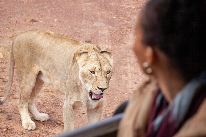 Full-Day Private Safari Tour to Aquila Game Reserve - Who Should Consider This Tour?