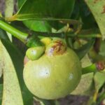 Full Day Private Spice Farm Stone Town and Prison Island - Why This Tour Works