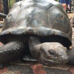 Full-Day Private Stone Town Spice Farm and Prison Island Tour - Authentic Traveler Insights