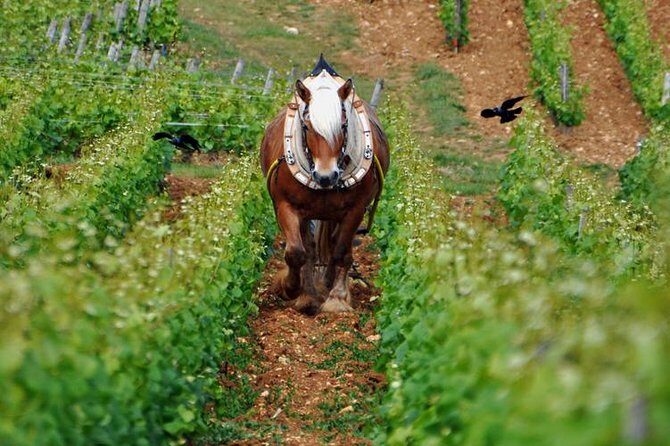 Full-Day Private Tour, 6 Premiers & Grands Crus, The Best of Burgundy - Who Will Love This Tour?