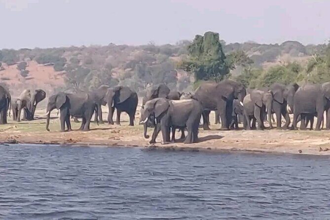 Full Day Private Tour in Chobe - Why This Tour Offers Great Value