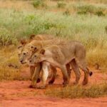 Full Day Private Tour of Tsavo East National Park from Mombasa - Detailed Breakdown of the Day’s Itinerary