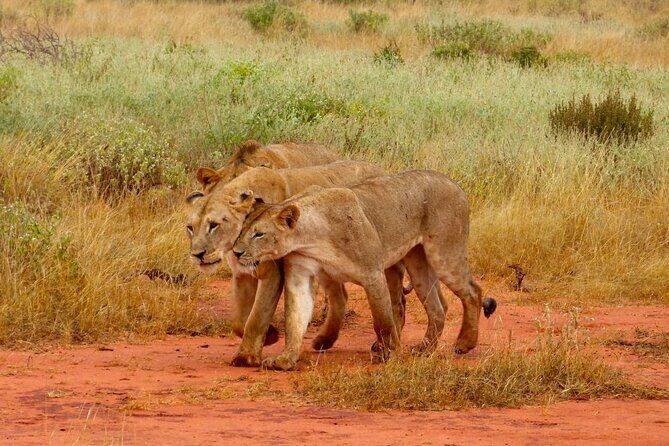 Full Day Private Tour of Tsavo East National Park from Mombasa - Detailed Breakdown of the Day’s Itinerary