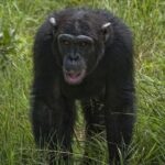 Full Day Private Tour Ol Pejeta Conservancy from Nairobi - Why Travelers Love This Tour