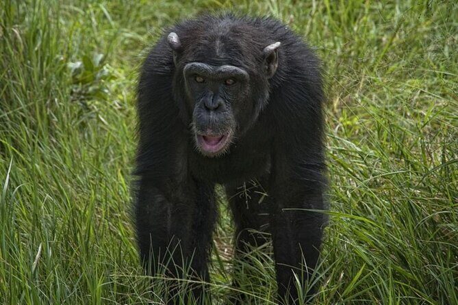 Full Day Private Tour Ol Pejeta Conservancy from Nairobi - Why Travelers Love This Tour