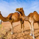Full-Day Private Wahiba Sands Desert and Wadi Bani Khalid Tour - Who Will Love This Tour?