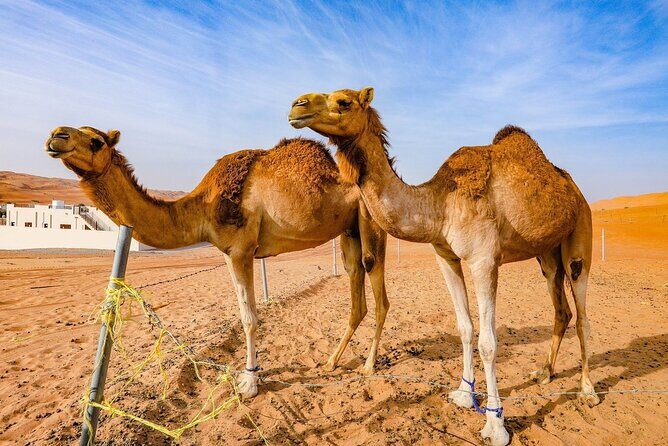 Full-Day Private Wahiba Sands Desert and Wadi Bani Khalid Tour - Who Will Love This Tour?